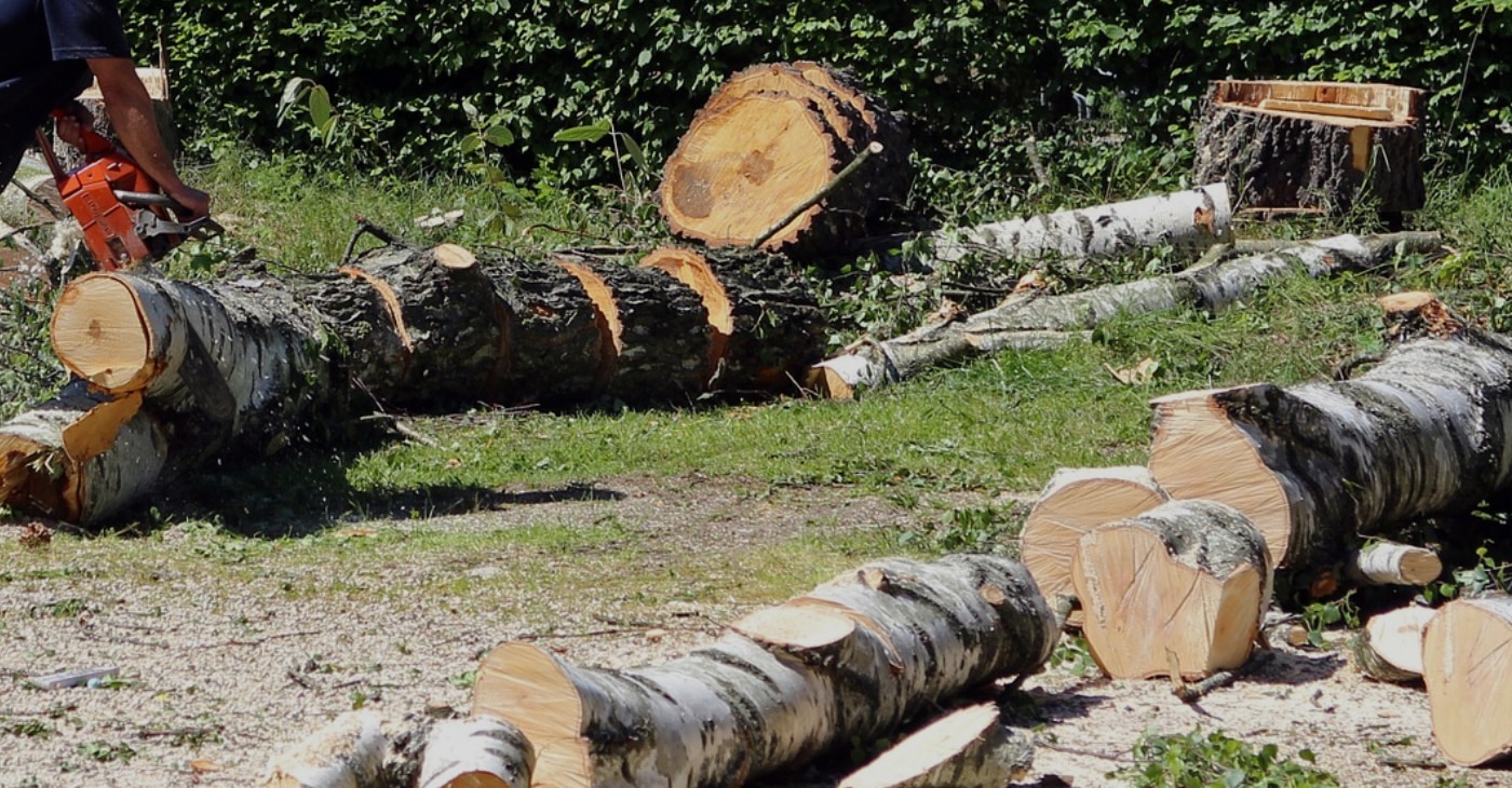 Victor Tree Service is a Tree Company in East Palo Alto, CA 94303