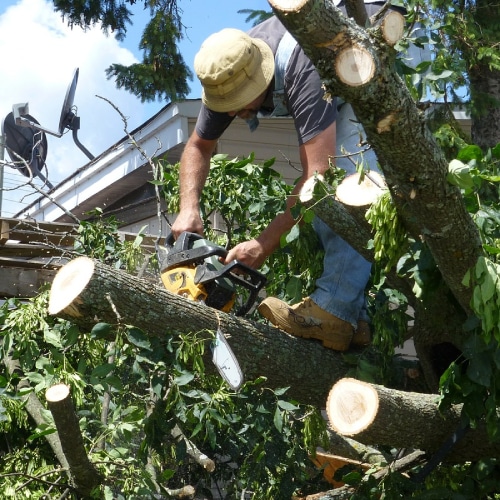 Victor Tree Service is a Tree Company in East Palo Alto, CA 94303